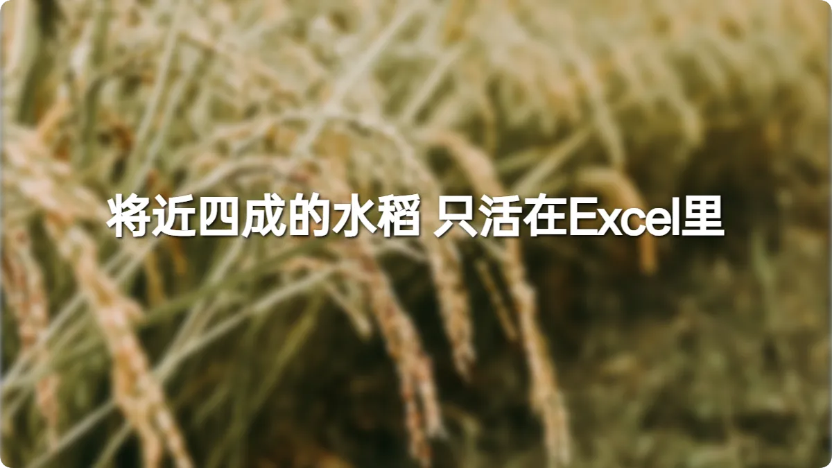 15万亩水稻种在纸上:一个瑶族自治县的数据裂痕,藏着多少不能说的话